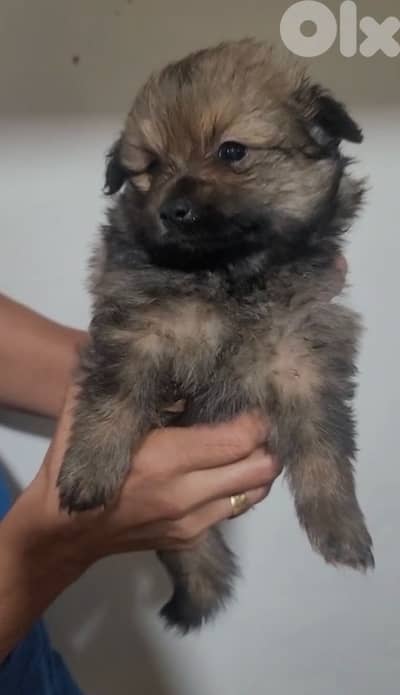 female & male pomeranians for sale