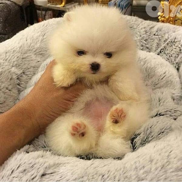 imported  Pomeranian teacup Puppy Small 0