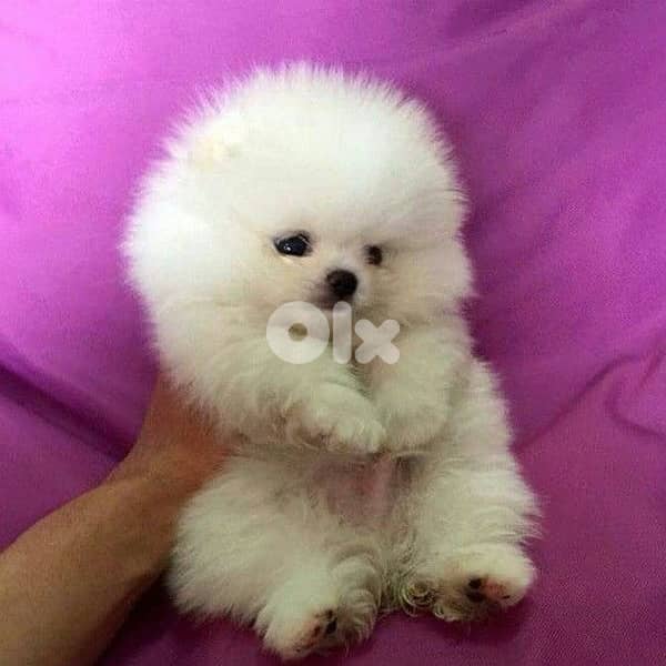 imported Pomeranian  tiny delivery 0