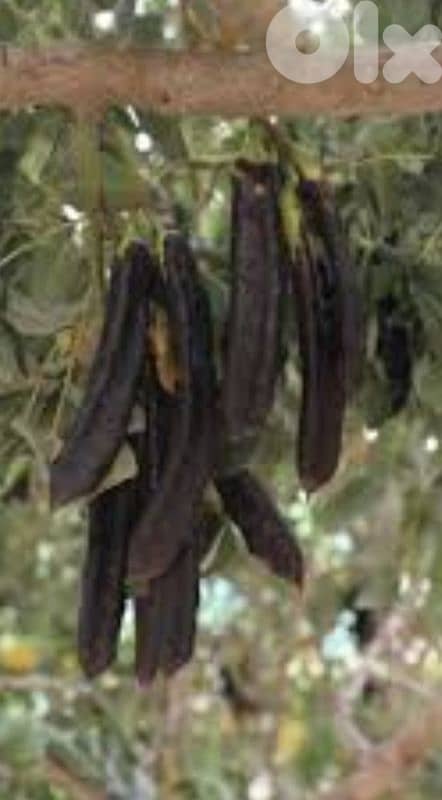 عكار العبدة 2