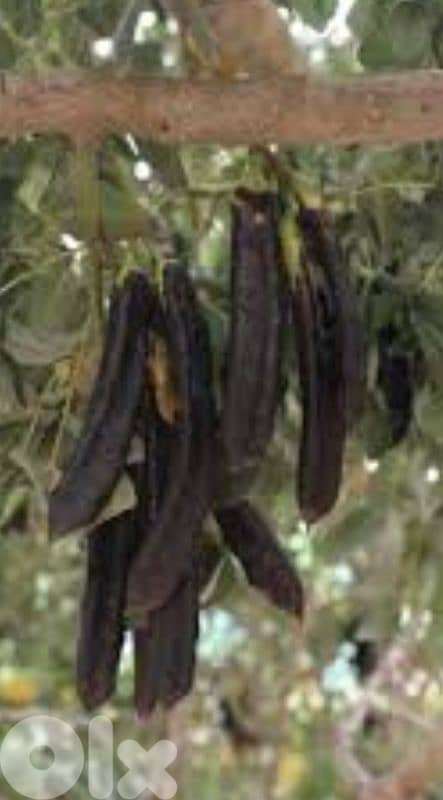 عكار العبدة 4