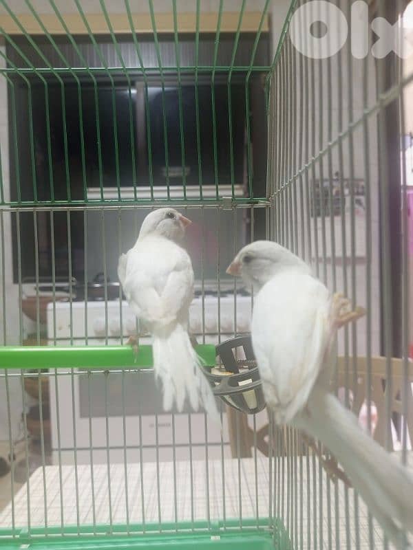 Canaries for sale 1