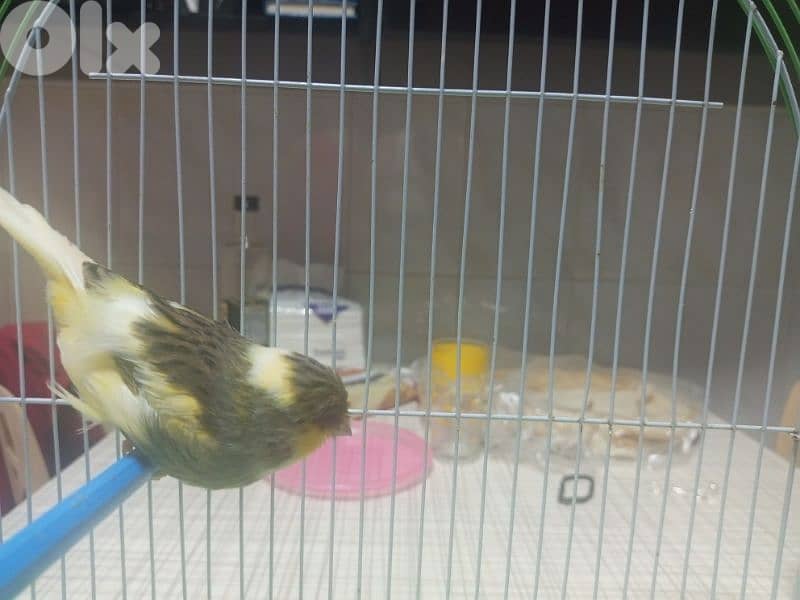 Canaries for sale 4