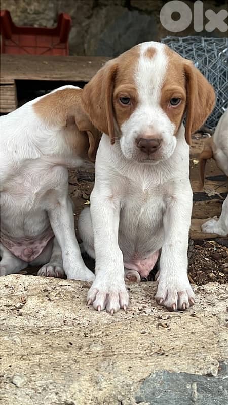 Purebreed Pointer Puppies 0