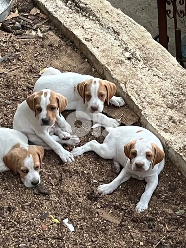 Purebreed Pointer Puppies 1