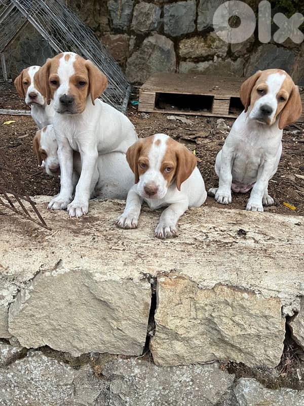 Purebreed Pointer Puppies 2