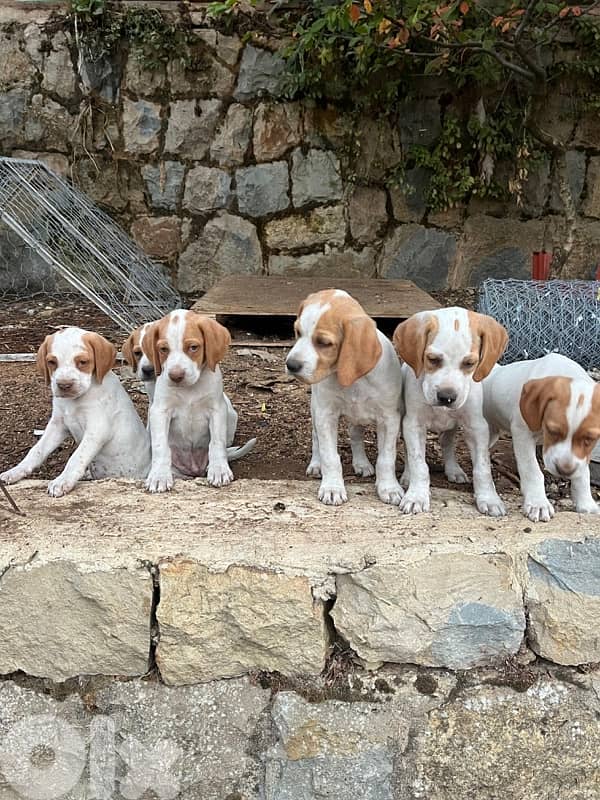 Purebreed Pointer Puppies 3