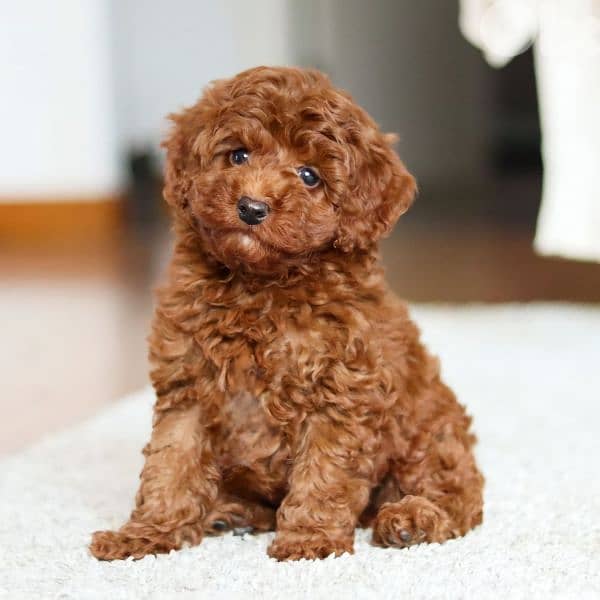 Cutest Poodle Puppies/ dog كلاب Pure breed 0