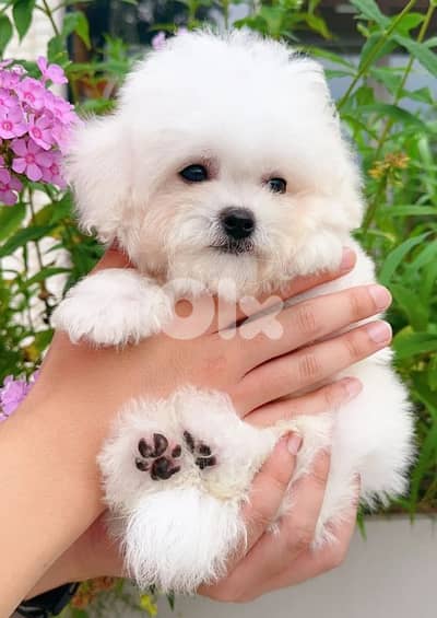 bichon maltais
