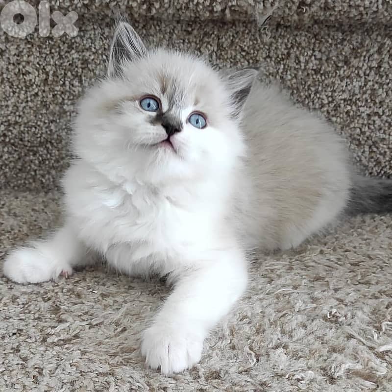 VACCINATED RAGDOLL KITTENS FOR ADOPTION 0