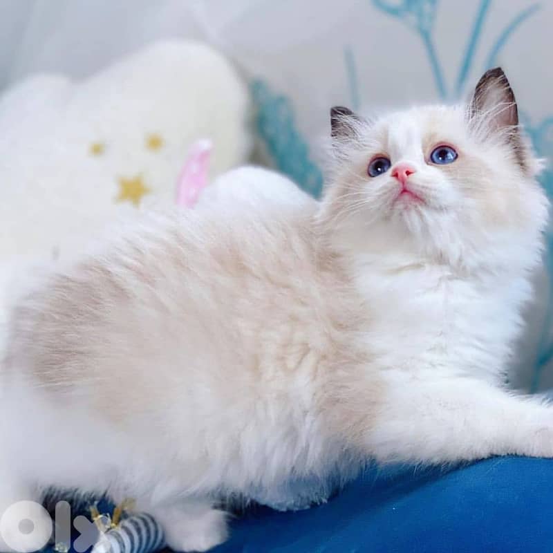 VACCINATED RAGDOLL KITTENS FOR ADOPTION 1