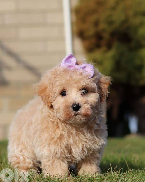 Maltipoo Cute Puppies Small/ dog كلاب 0