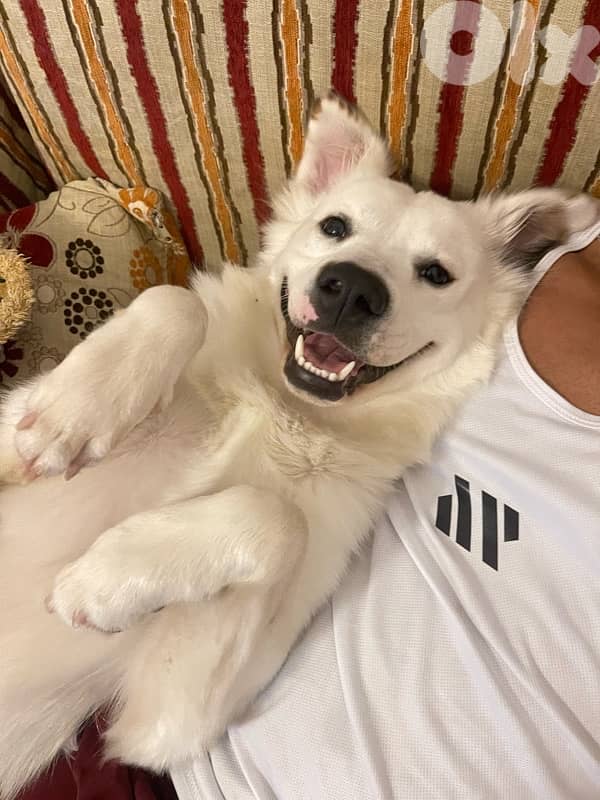 for adoption 0