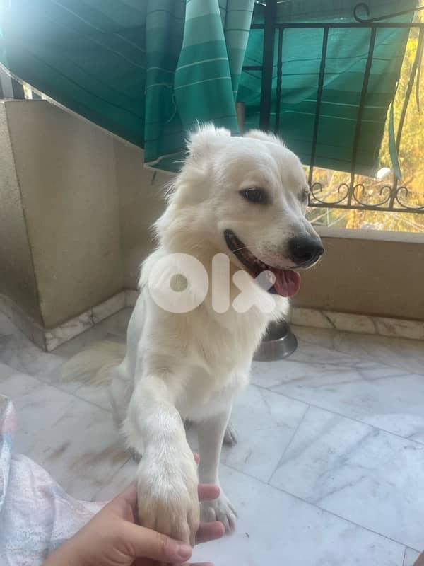 for adoption 1