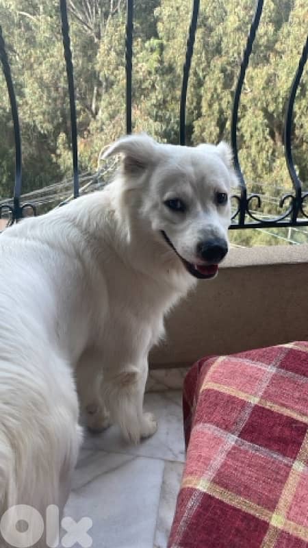 for adoption 2