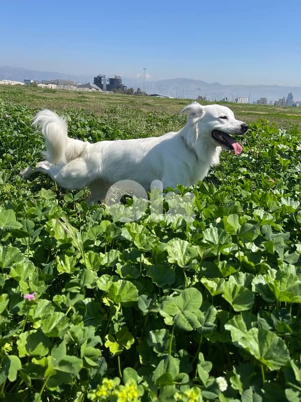for adoption 3