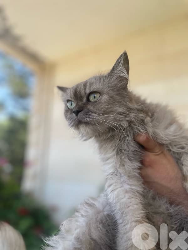 Stitch/ Persian Cat 0
