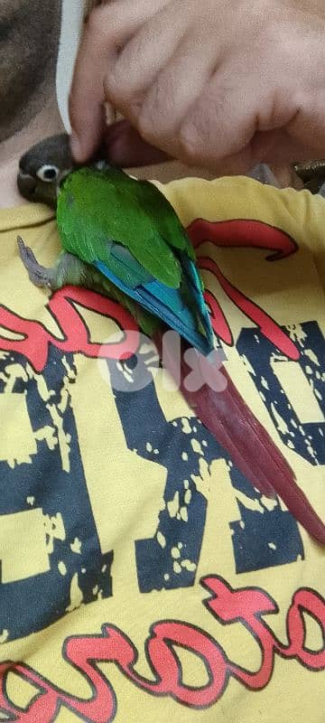 كونيور غرين شيك 2