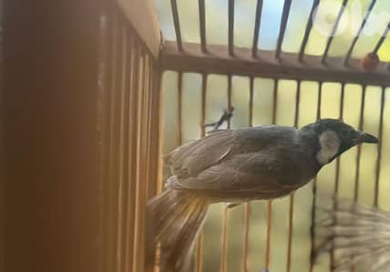 زوج طائر البلبل خد ابيض