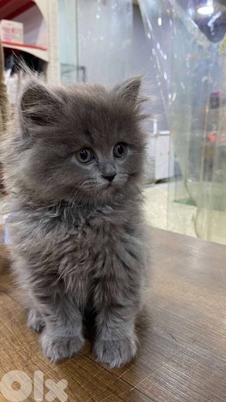 Persian Grey Kitten Delivery 0