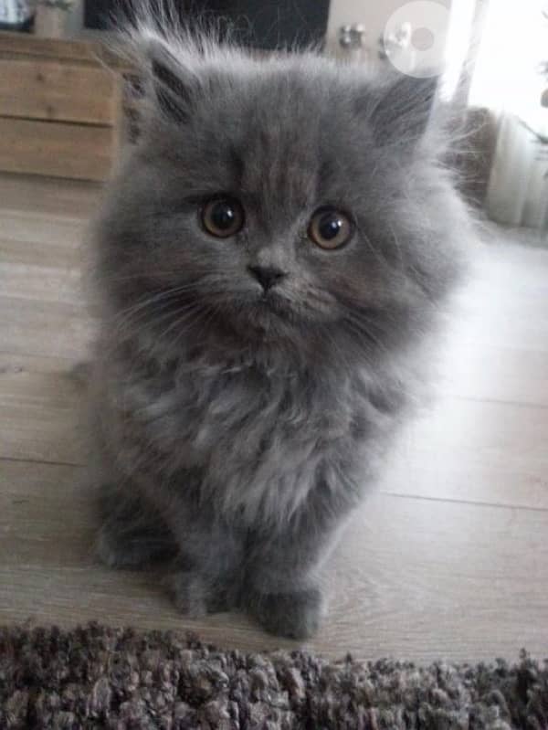 imported Persian Kitten grey cuteness overloaded 0