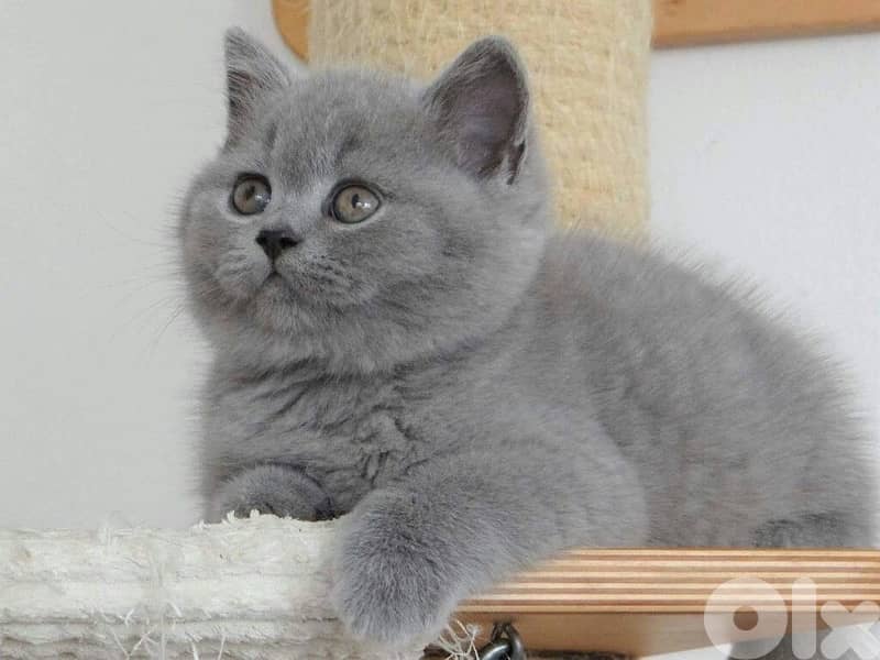 British Blue kitten 0