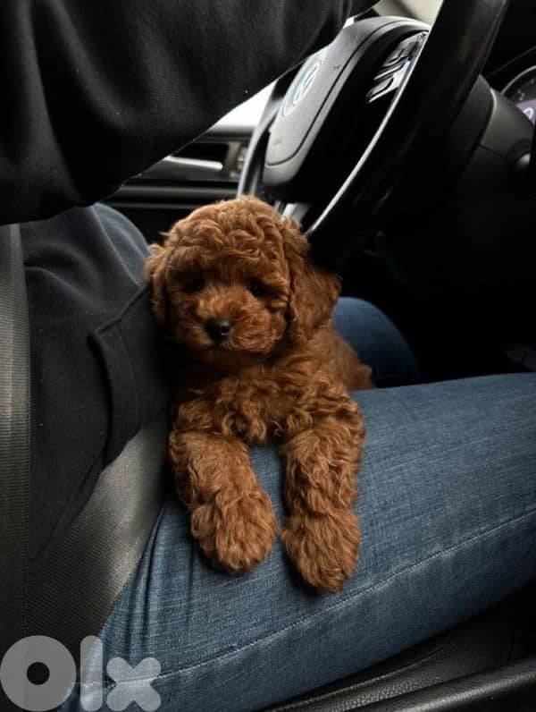Poodle Small Puppies/ dog كلاب we deliver 0