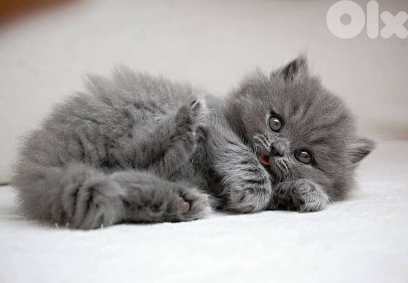 British Long Hair grey Kitten BEAUTY Delivery قطط 0