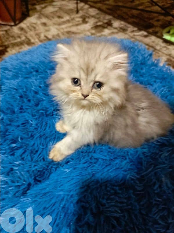 قطط هيمالايا 0