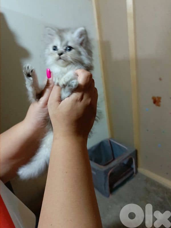 قطط هيمالايا 4