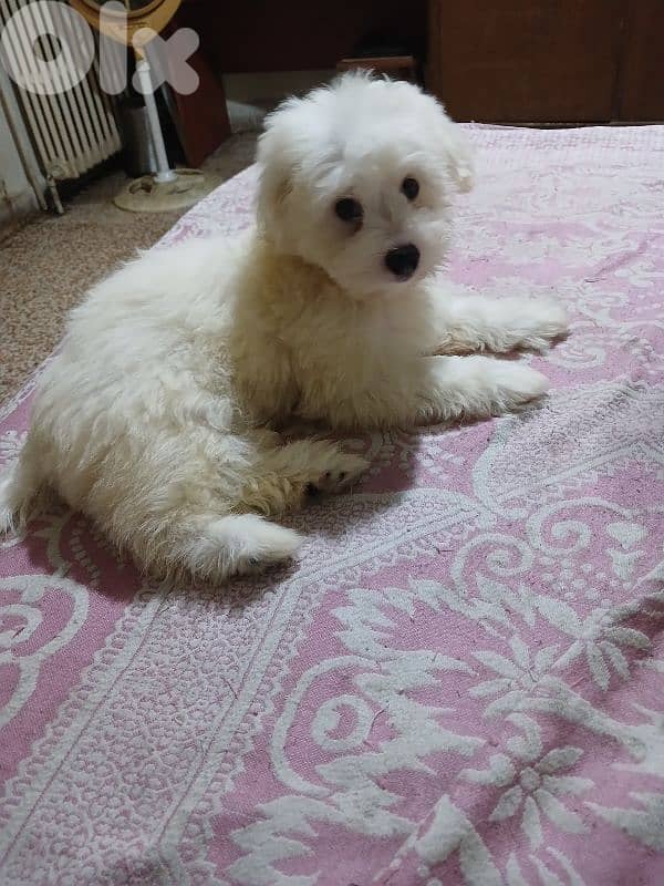 bichon. mini bichon. havanese 1