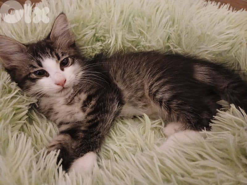 Angora kitten 0