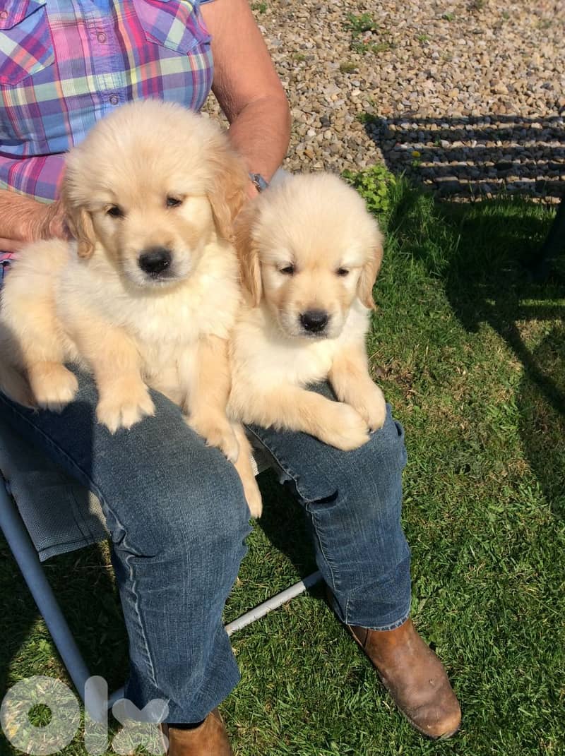 GOLDEN RETRIVER PUPPIES FOR ADOPTION 0