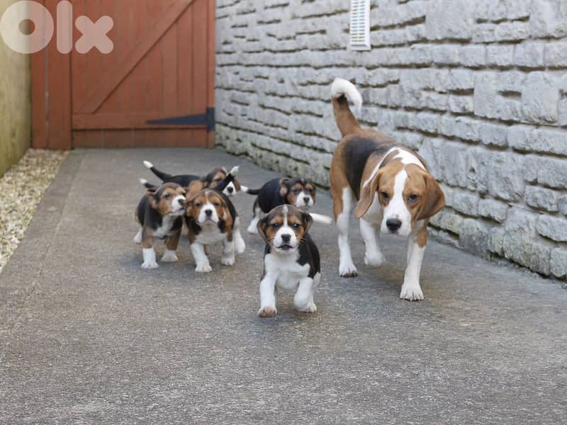 cute BEAGLE PUPPIES AVAILABLE FOR A NEW HOME 0