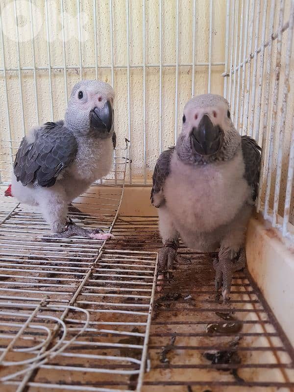 فراخ كاسكو جامبو  بعدين عالتزيم عمري شهرين 71016321 الفرخ 850 1