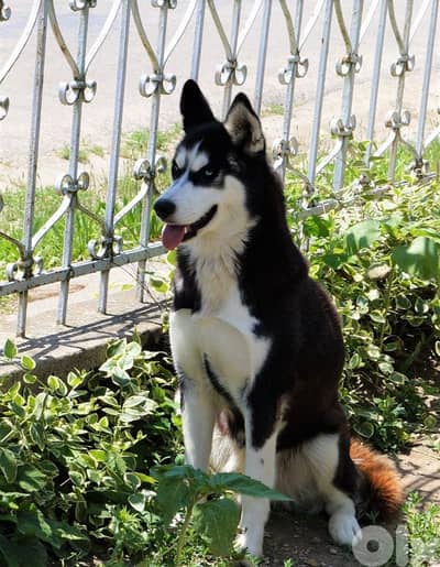 Siberian Female husky for mate