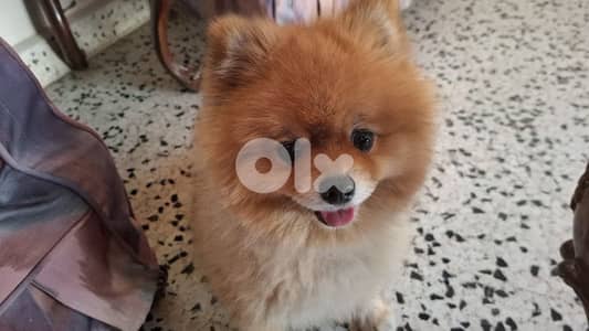 pomeranian dog