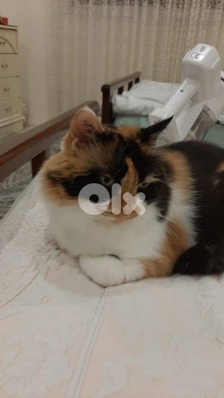 Cat for adoption 0