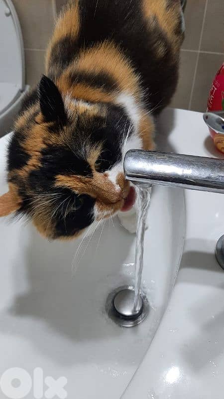 Cat for adoption 2