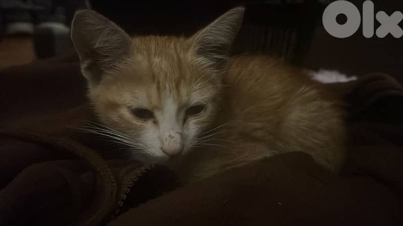 FREE loving cat in need of a new home! 1