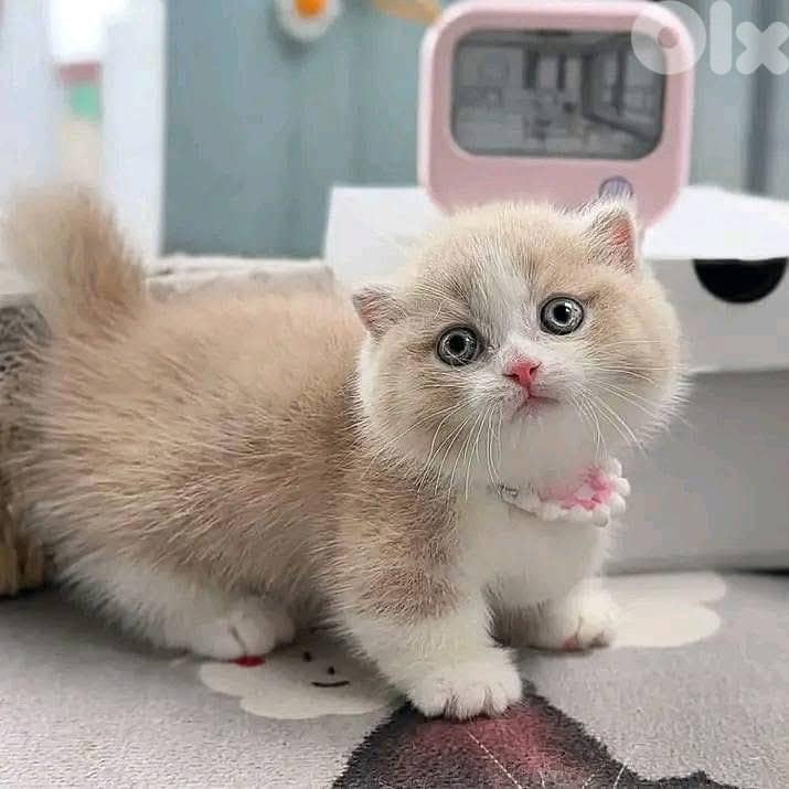 Beautiful British Shorthair Kittens 1