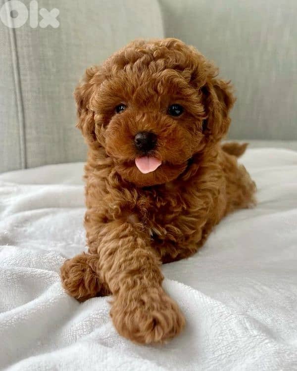 Small Red Poodle- Delivery Available/ dog كلاب 0