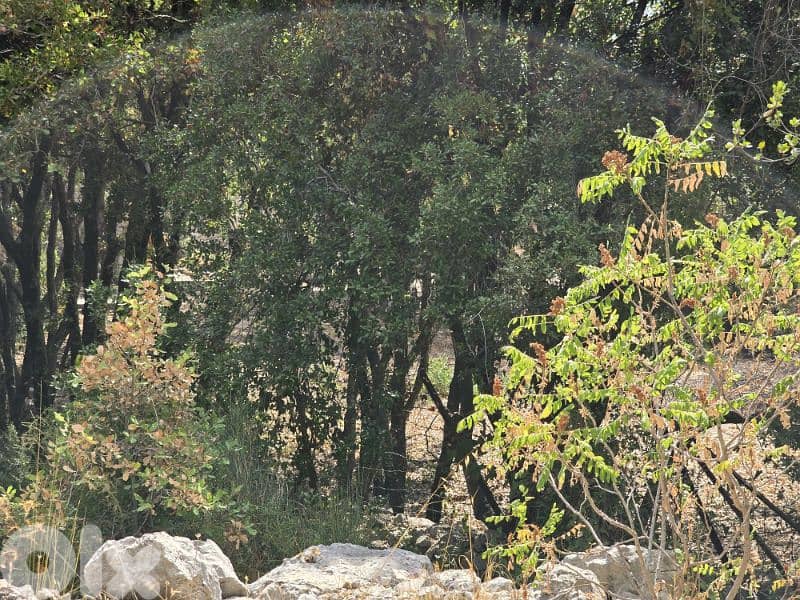 8000 Sqm Land lot - Ajaltoun 3