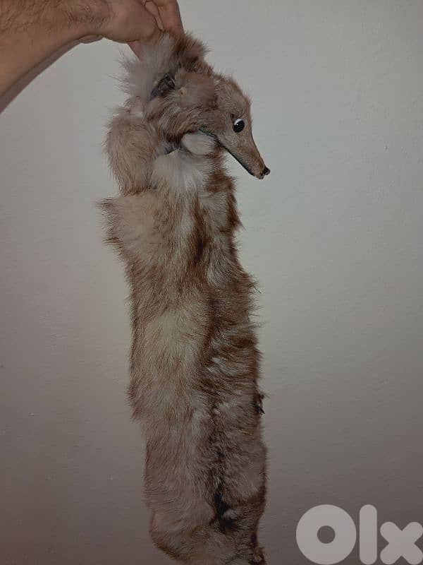 ثعلب محنّط 1