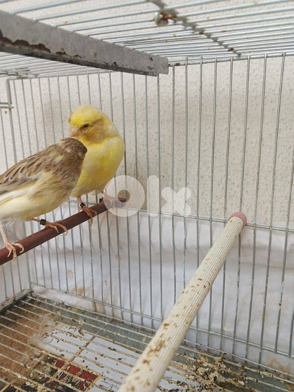 انثى كناري عدد ٢ حبه كبيرة عمر سنتين امايات مكفولي الحبة ٢٠$ 1
