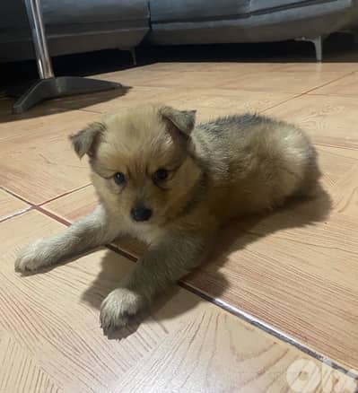 dog——