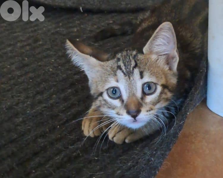 super cute kitten 0