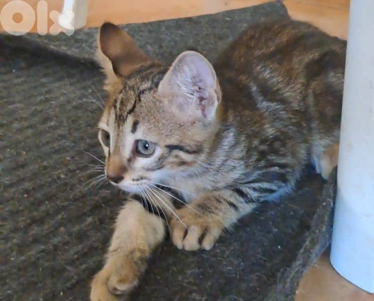 super cute kitten 1