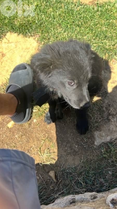 black border collie mix for ADOPTION 1