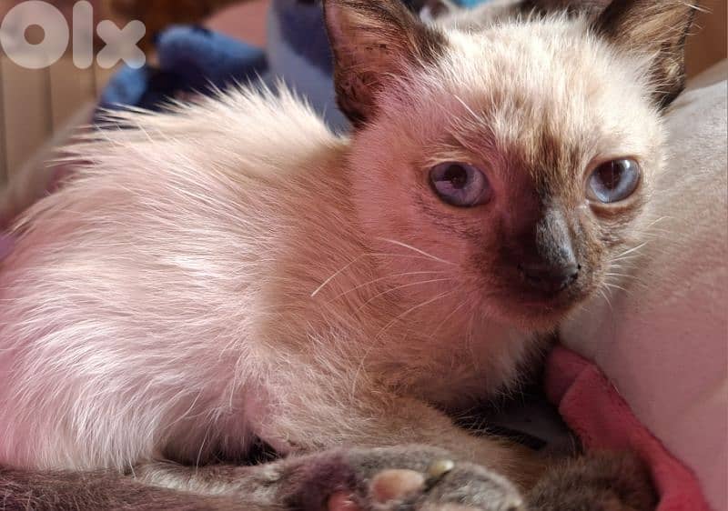 siamese cat for sale 0